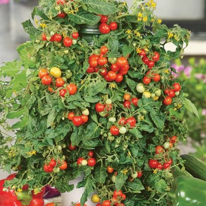 11 Best Tomato Varieties for Hanging Baskets | Balcony Garden Web