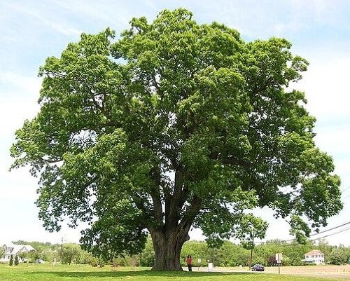 Types of Oak Trees 15
