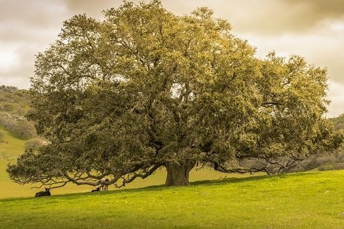 Types of Oak Trees 16