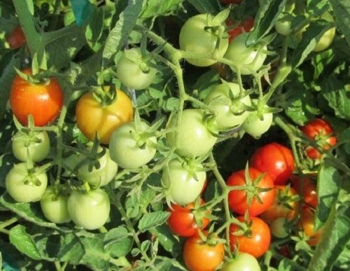 Best Tomato Varieties for Hanging Baskets 3