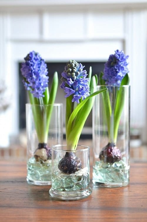 Water Flowers that Grow in Containers and Vases 3