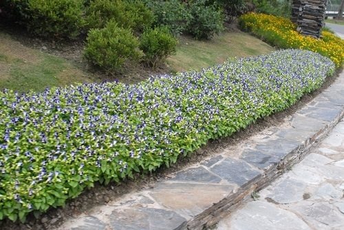 Groundcovers With Purple Flowers 3