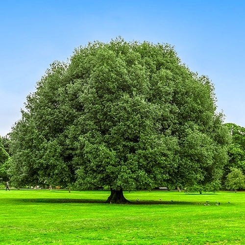 Types of Oak Trees 17