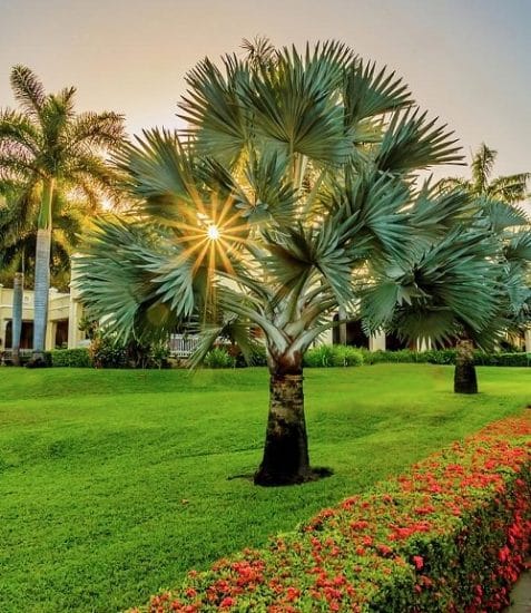 21 Most Cold Tolerant Palm Trees | Balcony Garden Web