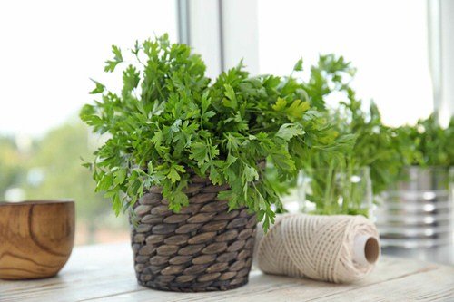 Herbs you should never buy 5