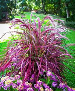 10 Stunning Red Ornamental Grasses | Balcony Garden Web