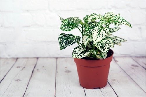 Different Types of Polka Dot Plant Varieties 3