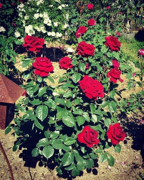 9 Types of Black Roses | Black Rose Varieties | Balcony Garden Web