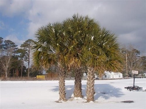 Most Cold Tolerant Palm Trees 4
