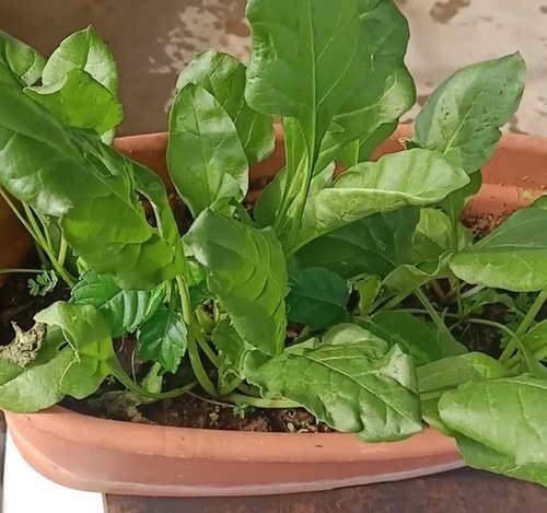 Types of Spinach to Grow in Pots 4