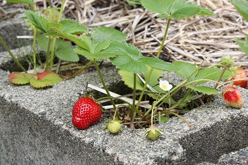 Ways to Grow Strawberries 3