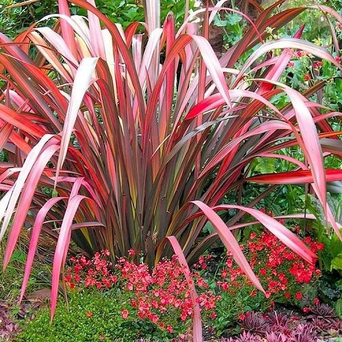 10 Stunning Red Ornamental Grasses | Balcony Garden Web