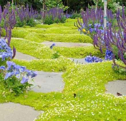 15 Best Walkable Ground Covers | Balcony Garden Web