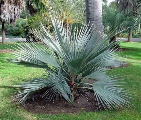 21 Most Cold Tolerant Palm Trees | Balcony Garden Web