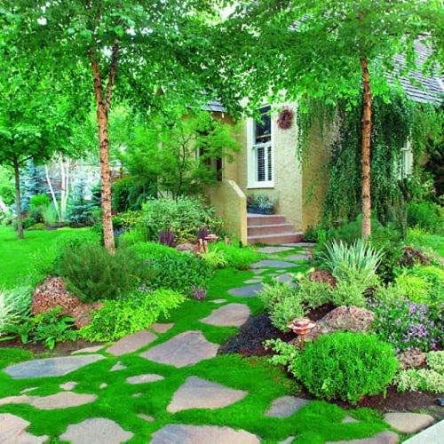 Best Walkable Ground Covers 5