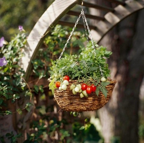 Best Tomato Varieties for Hanging Baskets 7