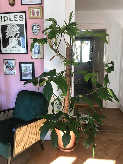 Philodendron Florida Ghost Care