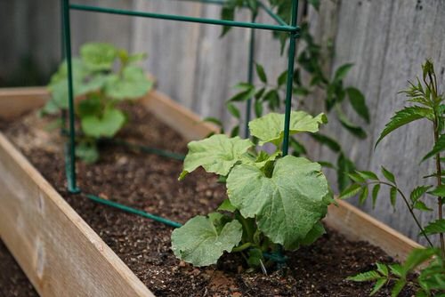 Growing Armenian Cucumbers in Containers 2