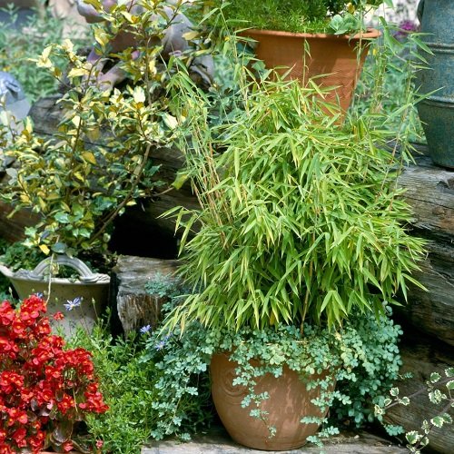 Cold Hardy Tropical Plants