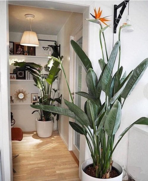 How to Get Bird of Paradise to Bloom