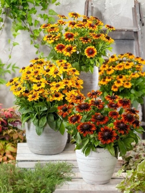 Beautiful Flowers That Remind Me of Sunflowers 2