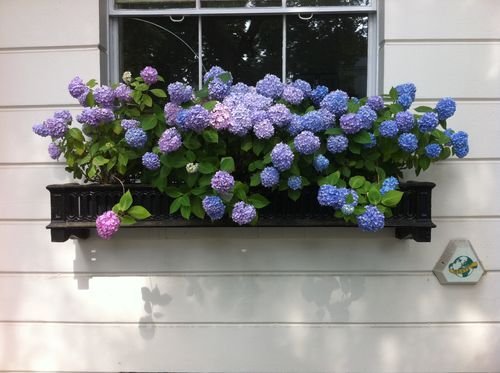 lovely plants for Window Boxes 5