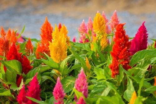 Growing Celosia