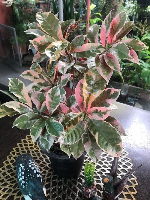 Chinese Croton Care Indoors 2