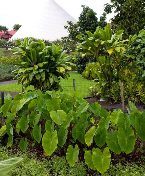 Cold Hardy Tropical Plants in garden 
