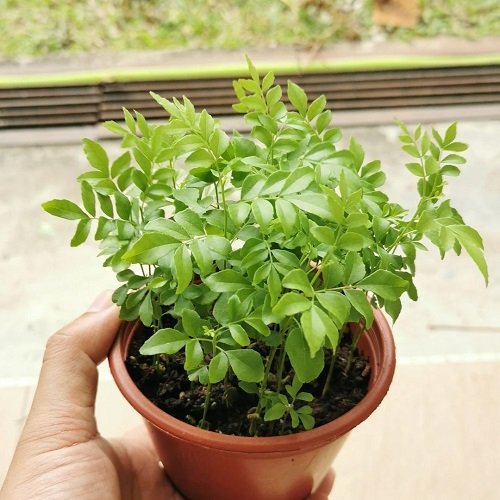 Requirements for Growing Curry Leaves Plant