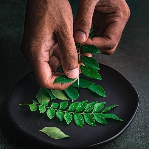 Growing Curry Leaves Plant 8