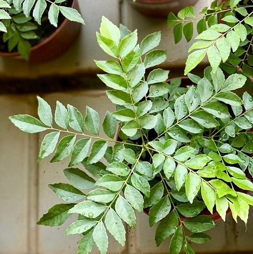 Growing Curry Leaves Plant 10
