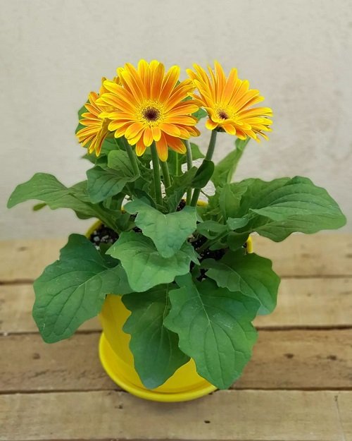 Sunflower-Resembling Flowers 8