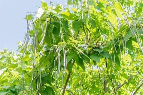 Growing Moringa Tree