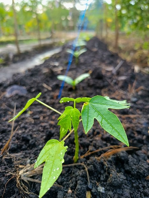 Growing Papaya from Seeds