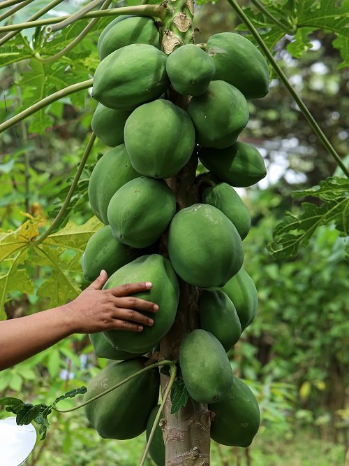 Harvesting Papayas