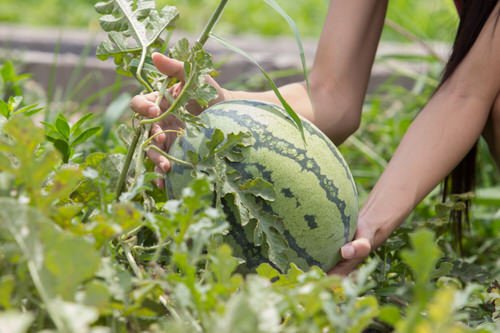 How to Grow Watermelon in Pot Vertically 9