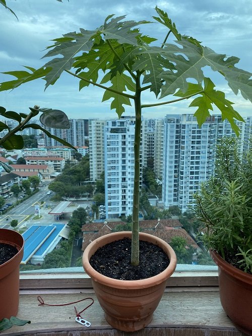 Grow a Papaya Tree in a Cold Climate