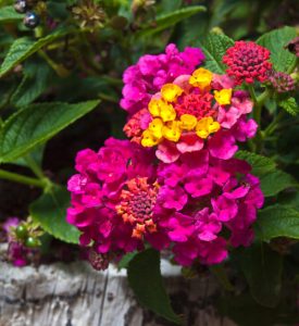 20 Best Types of Lantanas | Lantana Varieties You Must Grow