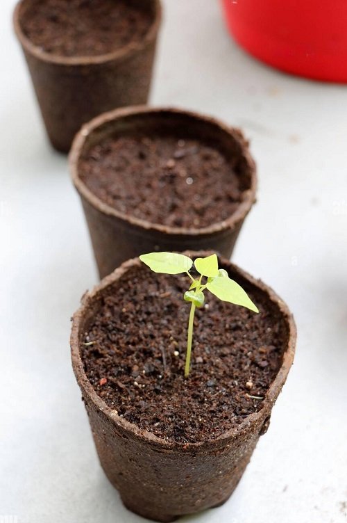 Growing Papaya seedlings
