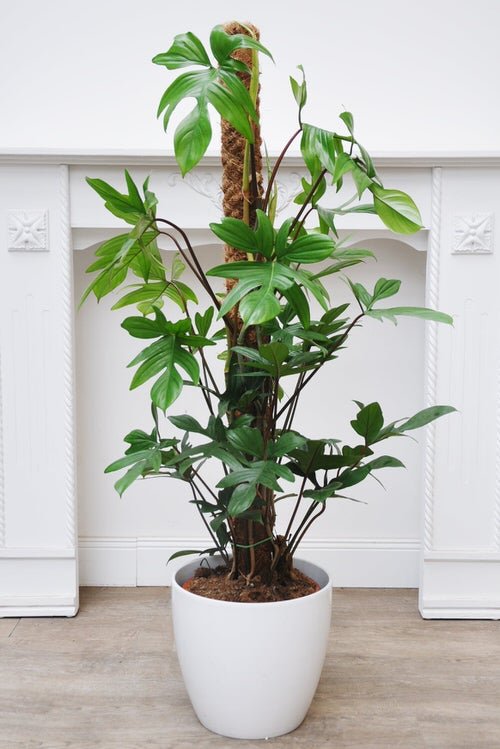 Philodendron Florida Ghost Care 2