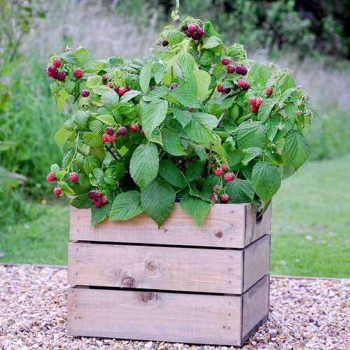 Growing Raspberry in Pots 2