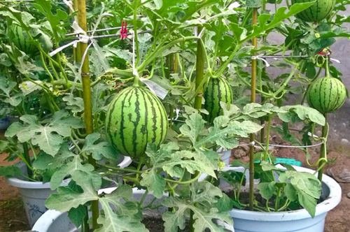 How to Grow Watermelon in Pot Vertically 2