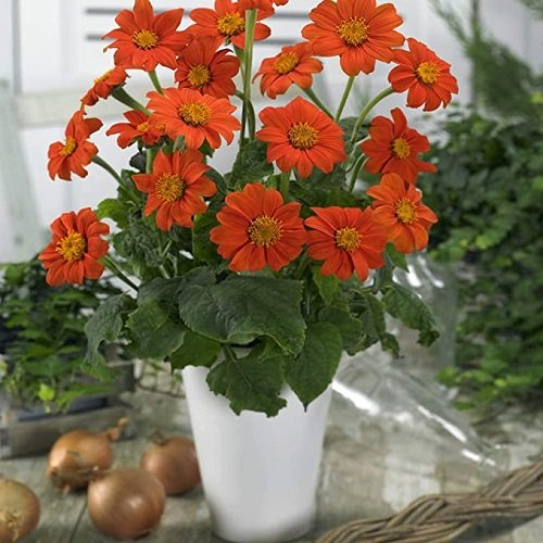 Flowers that Look Like Marigolds 9