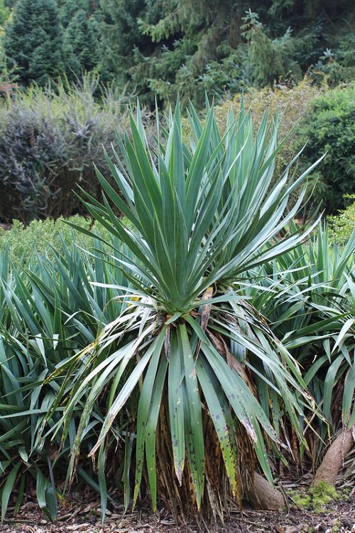Fantastic Cold Hardy Tropical Plants 