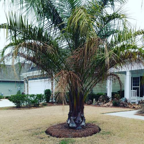 Mule Palm Tree Care 
