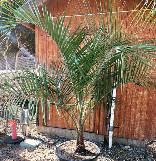 Mule Palm Tree Care 2