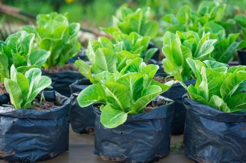 Types of Spinach to Grow in Pots