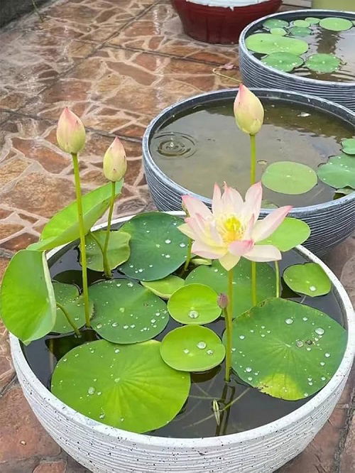 Lotus in Container Pond