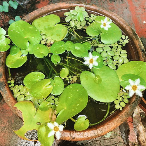 Water Snowflake in mini pond